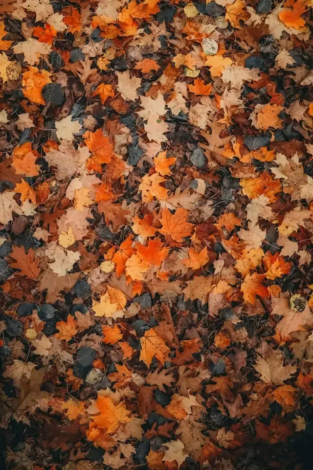 A photo of Autumn Leaves