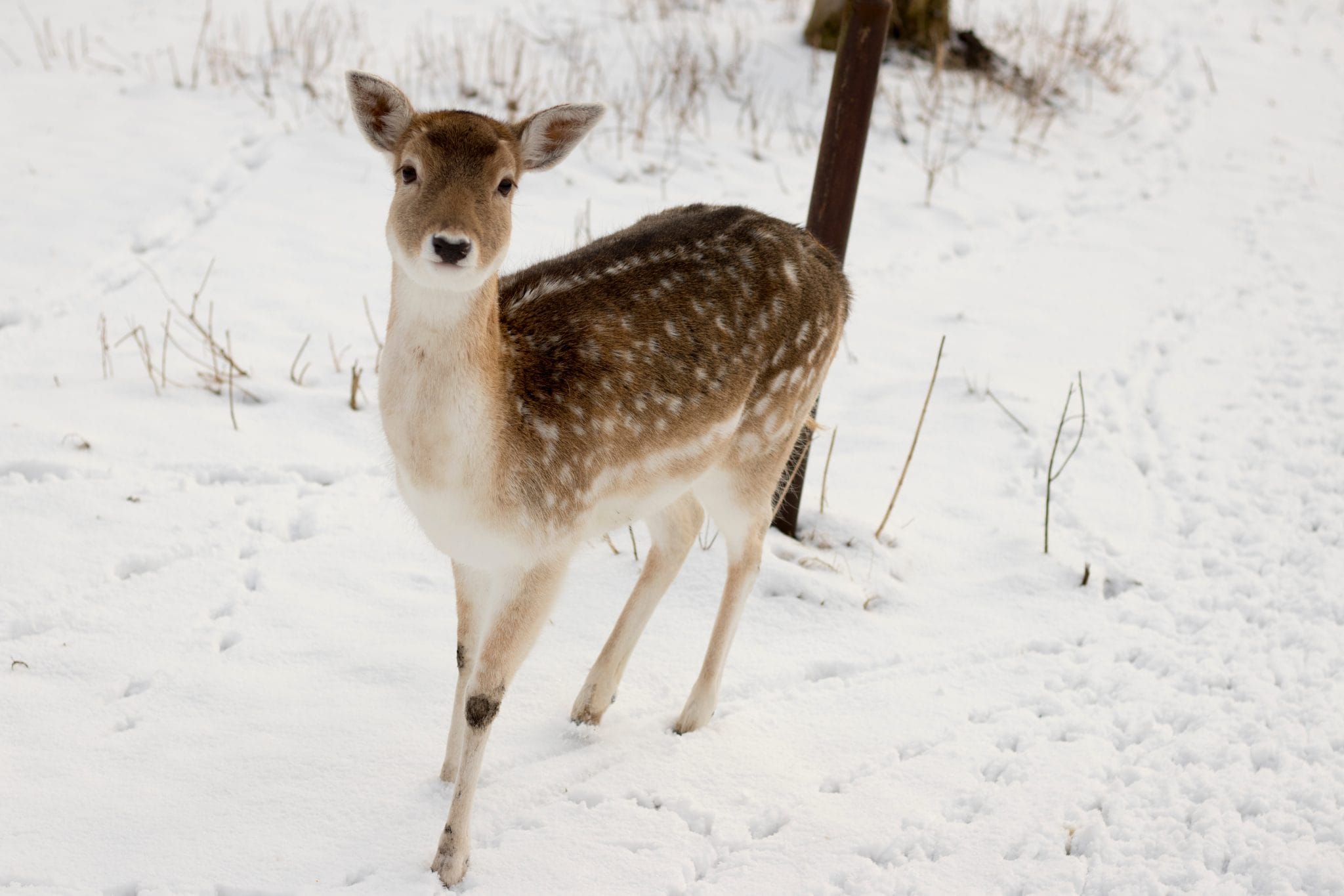 Living Creatively with Fibro | Deer in the Snow