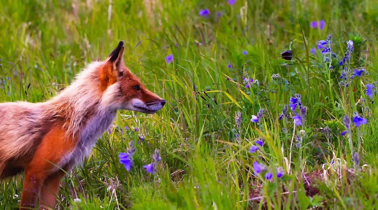 Living Creatively with Fibro | Foxes and Flowers