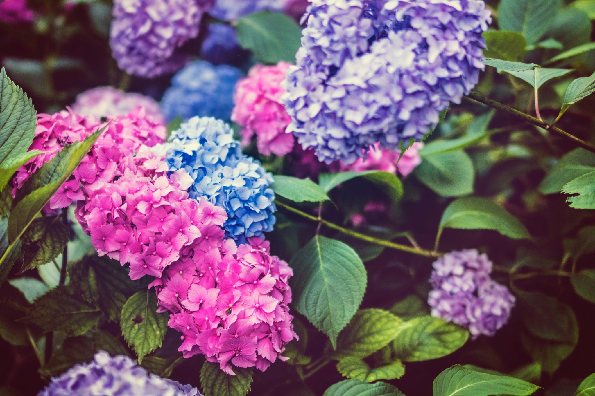 Living Creatively with Fibro | Hydrangeas