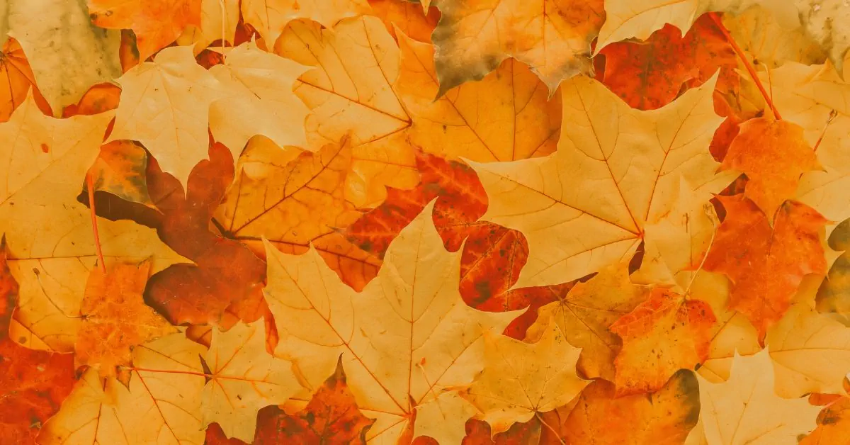 Close-up of vibrant orange, gold and red autumn maple leaves scattered across the ground – perfect seasonal header for fall crafting inspiration and cosy content when living with fibromyalgia.