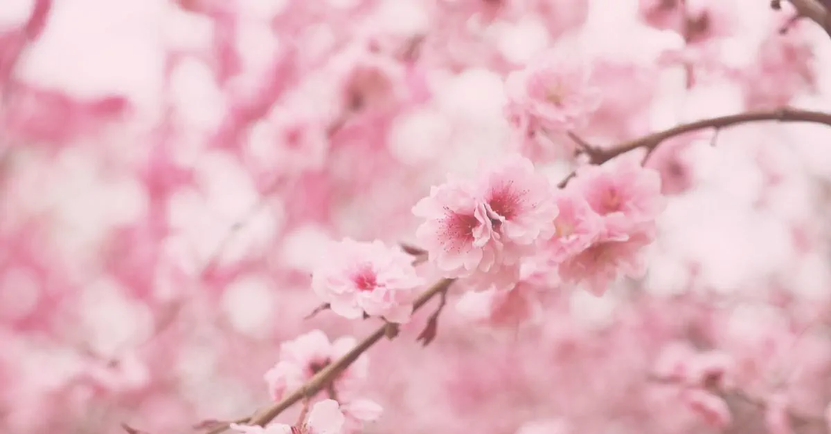 Soft-focus close-up of delicate pale pink cherry blossom flowers on branches with dreamy bokeh background, evoking gentle spring renewal